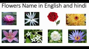 Indian Flowers Name In Hindi And English With Pictures Learning For Kids