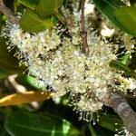 Image result for Warneckea