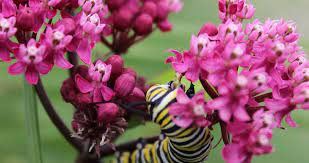 Pdf • 3mb • september 2, 2015. A Guide To Native Plants In North Carolina Our State