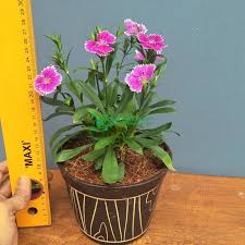 Anyelir (dianthus caryophillus) merupakan tanaman yang cocok dibudidayakan didataran tinggi.itulah mengapa di indonesia sentra budidaya bunga anyelir berada di daerah cibodas, cianjur dan dataran tinggi bandung lainnya. Jual Tanaman Hias Anyelir Bunga Merah Putih Berkualitas