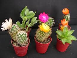 Las suculentas y los cactus son plantas que han adquirido notoriedad por su fácil mantenimiento, su precio accesible y variedad de formas y tamaños. Riego Cactus