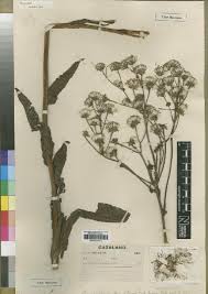 Image result for Senecio spartareus