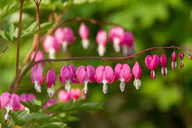 Remove the pot and everything to germinate and grow in normal seedling conditions. How To Grow Bleeding Hearts Greenhouse Today
