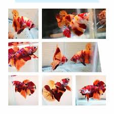 Plakat Emerald Bandung Betta Fish