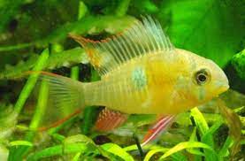 Beim bolivianischen schmetterlingsbuntbarsch sind, im gegensatz zu seinem bekannteren namensvettern. Bolivianischer Schmetterlingsbuntbarsch Mikrogeophagus Altispinosa