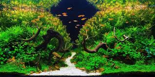 Indeed, putting design in an aquascape is really challenging. Aquascaping The Art And Science Of Aquariums