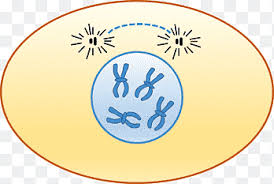 The three stages of interphase are called g 1, s, and g 2. Interphase Png Images Pngegg