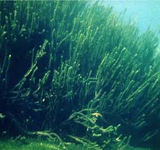 Image result for Lagarosiphon major