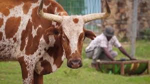 Musica nova angola / portal beatz angola | international music website: Angola S Kwanza Sul Megafarms And Small Farmers Euronews