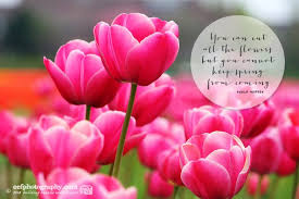 See more ideas about tulips quotes, quotes, tulips. You Can Cut Al The Flowers But Monday Morning Spring Quotes
