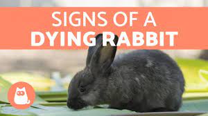 5 Signs Your Rabbit Is Dying Youtube