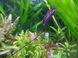 ニムファの育て方 Roots Web Site 水草 水辺の植物 ジャングルの植物の販売 通販