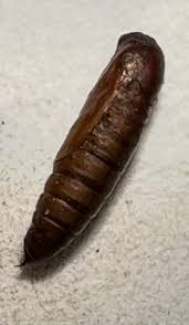 Moths of North Carolina