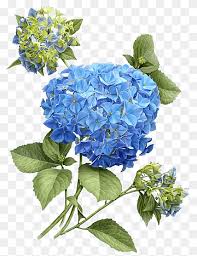 Maybe you would like to learn more about one of these? Blue And Green Flowers Illustration French Hydrangea Botanical Illustration Botany Flower Flower Blue Flower Canvas Png Pngwing