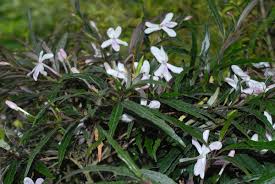 Image result for Pogonospermum attenuifolium