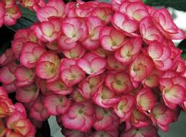 Mophead hydrangea and lacecap hydrangea. Firefly Big Leaf Hydrangea Bi Color Semi Double Mophead French Mophead Hydrangea Shrubs Trees All Almost Eden