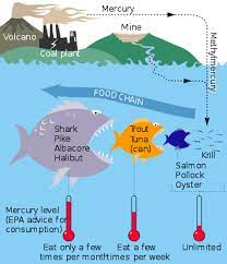 A serving is 3½ ounces of. Mercury In Fish Wikipedia