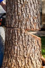 So steigern sie mit dem richtigen schnitt die blütenfülle. Was Es Beim Fallen Eines Baumes Alles Zu Beachten Gibt Verraten Wir Hier Garten Natur Baum Fallen Gestalt Baum Fallen Baume Garten Baum Richtig Fallen