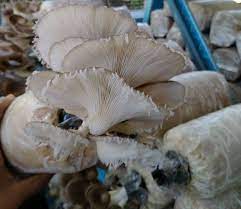 Sedang mencari tutorial cara pasang tangki tanam? Projek Tanam Cendawan Tepi Rumah Beri Rezeki Keluarga Ni Keluarga