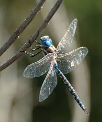 Black And Blue Dragonfly Meaning Kelpscape Dragonfly Dragonfly Dragon Pictures Colorful Dragonfly