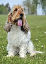 Image result for malý vendéeský hrubosrstý honič