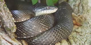 Oh, yes these dangerous animals can still harm you even when their heads are cut off. Eastern Rat Snake National Wildlife Federation