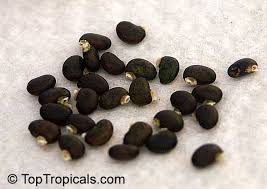 Image result for Podalyria