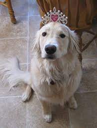 Sophie S First Birthday Wearing The Birthday Girl Tiara May 2 2013 Princess Puppies Dogs Golden Retriever Cute Dog Things