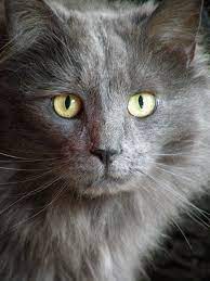 Chasingrainbowsforever Grey Cats Cats Blue Cats