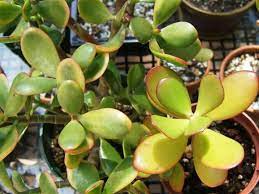 The jade plant or money plant (crassula ovata or c. Why The Leaves On A Jade Plant Turn Yellow Dummer Garden Manage Gfinger Is The Best Garden Manage App