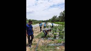 Ni cara cikpooja tanam cili ni ye. Cara Tanam Cili Di Atas Tanah Semasa Pkp Covid 19 Youtube