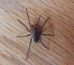 U S Poisonous Spiders Black Widow Brown Recluse Hobo