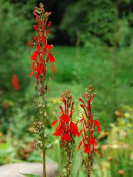 Paintbrush flowers are also known as prairie fire because of its fiery red color. 22 Plants To Attract Hummingbirds Hgtv