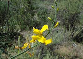 Image result for Aptosimum junceum