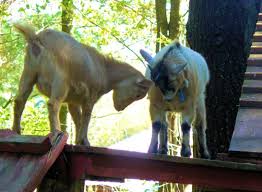 You are viewing petting zoos in nashua, nh. Petting Zoo Nh Farm Animals Nh Windy Ridge Orchard