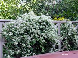 Feb 10, 2021 · this elegant crisscross trellis can be used in the most formal of outdoor spaces to support climbing foliage like pink bower vines. Hummingbird Backyardsfornature Org