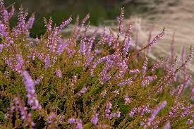 Image result for Calluna vulgaris