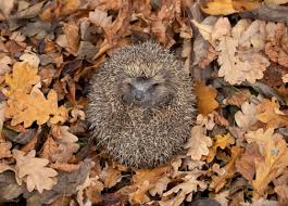 The 10 Things You Can Do To Help Save Hedgehogs Country Life