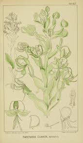 Image result for Habenaria clavata