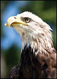 Birds Of Prey In Georgia Usa Freedom Gsu S Mascot Bald Eagle Georgia Southern Go Eagles