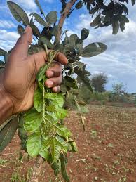 Image result for Dovyalis macrocalyx