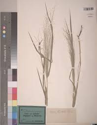 Image result for Antherotoma tenuis