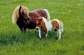 Falabella Mother And Foal Falabella Horse Horse Breeds Horses