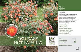 Oso easy hot paprika landscape rose. Rosa Oso Easy Hot Paprika Landscape Rose 11x7 Variety Benchcard Proven Winners