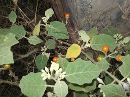 Image result for Solanum anguivi