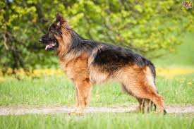 All our puppies are exceptional, bred with passion & to the highest of standards. Dealing With Your German Shepherd S Coat Shedding Cycle Pets4homes