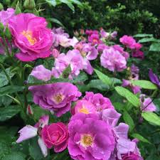 Click to listen to fantasia on spotify: ã©ãã½ãã£ã¼ ã¤ã³ ãã«ã¼ Frantasia Rhapsody In Blue Warner S Roses ãã©