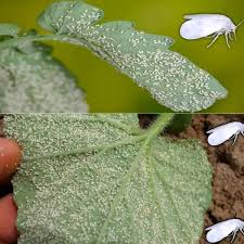Image result for whitefly in cucumber