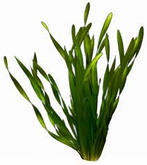 Image result for Vallisneria spiralis