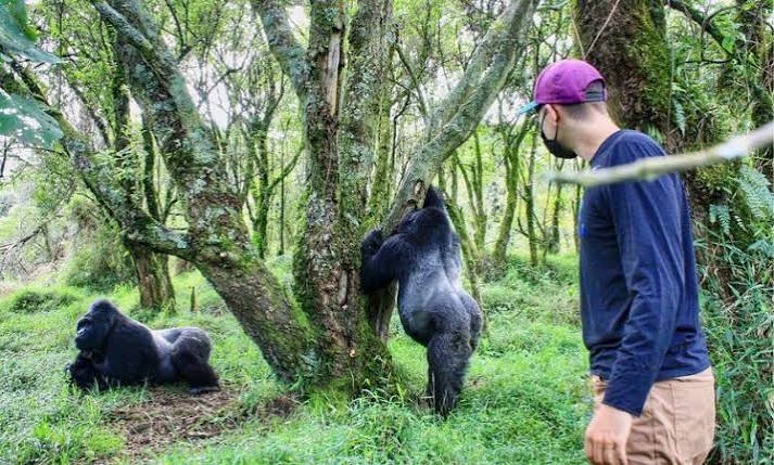 16 Days Uganda Primates, Peaks and Savannah